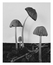 Load image into Gallery viewer, Ying Ang – Fruiting Bodies