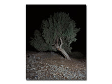 Load image into Gallery viewer, SPECIAL EDITION PRE-ORDER: Georgia Metaxas – Mnemosyne Grove