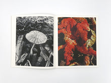 Load image into Gallery viewer, Ying Ang – Fruiting Bodies