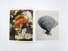 Load image into Gallery viewer, Ying Ang – Fruiting Bodies