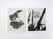 Load image into Gallery viewer, Ying Ang – Fruiting Bodies