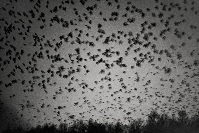 Essay: Masahisa Fukase - Ravens (MACK)