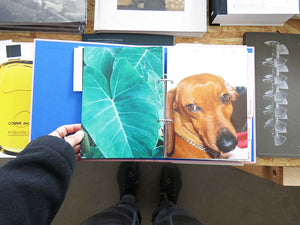 The Lure of the Image