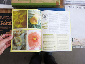 PRE-ORDER: Pleasant Place 7: Daffodils (Narcissus)