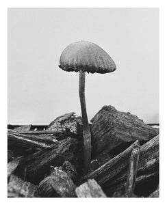 SPECIAL EDITION PRE-ORDER: Ying Ang – Fruiting Bodies