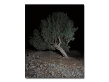 Load image into Gallery viewer, PRE-ORDER: Georgia Metaxas – Mnemosyne Grove