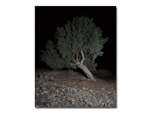 Georgia Metaxas – Mnemosyne Grove