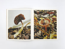 Load image into Gallery viewer, Ying Ang – Fruiting Bodies