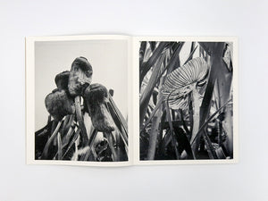 Ying Ang – Fruiting Bodies