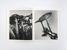 Load image into Gallery viewer, Ying Ang – Fruiting Bodies