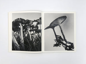 Ying Ang – Fruiting Bodies