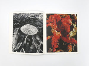 Ying Ang – Fruiting Bodies