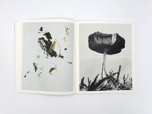 Ying Ang – Fruiting Bodies