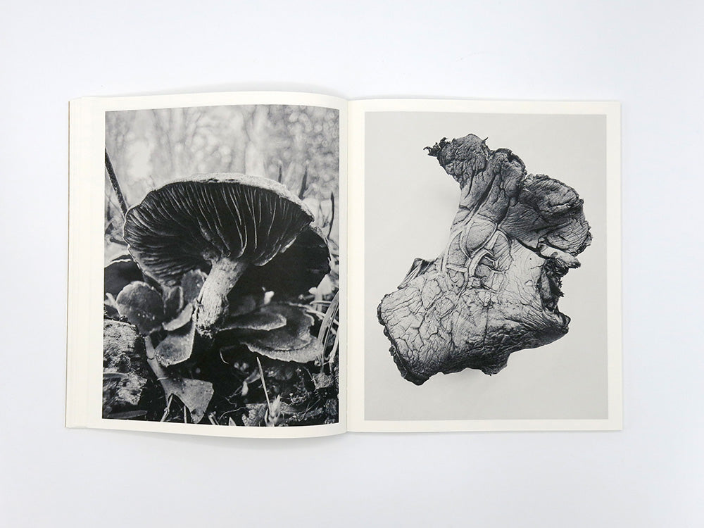 Ying Ang – Fruiting Bodies – Perimeter Books