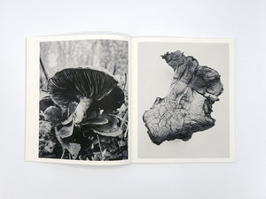 Ying Ang – Fruiting Bodies