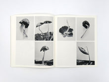 Load image into Gallery viewer, Ying Ang – Fruiting Bodies