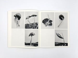 Ying Ang – Fruiting Bodies