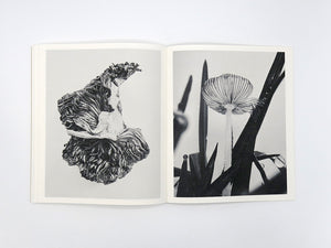 Ying Ang – Fruiting Bodies