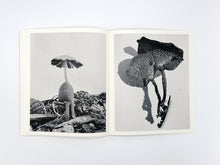 Load image into Gallery viewer, Ying Ang – Fruiting Bodies
