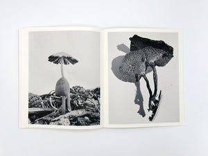 Ying Ang – Fruiting Bodies