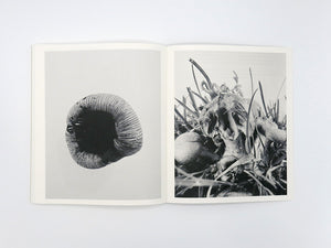 Ying Ang – Fruiting Bodies