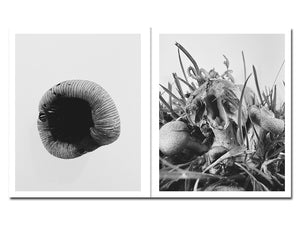 SPECIAL EDITION PRE-ORDER: Ying Ang – Fruiting Bodies