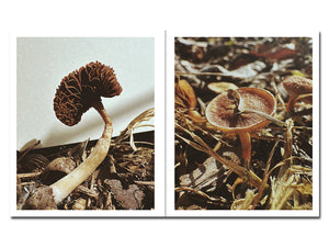 SPECIAL EDITION PRE-ORDER: Ying Ang – Fruiting Bodies
