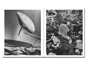 SPECIAL EDITION PRE-ORDER: Ying Ang – Fruiting Bodies