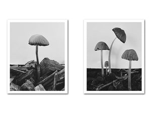 SPECIAL EDITION PRE-ORDER: Ying Ang – Fruiting Bodies