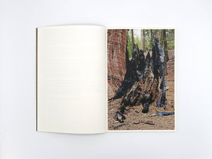 Danielle Mericle – The Dark Wood